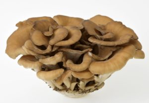 tokuson maitake